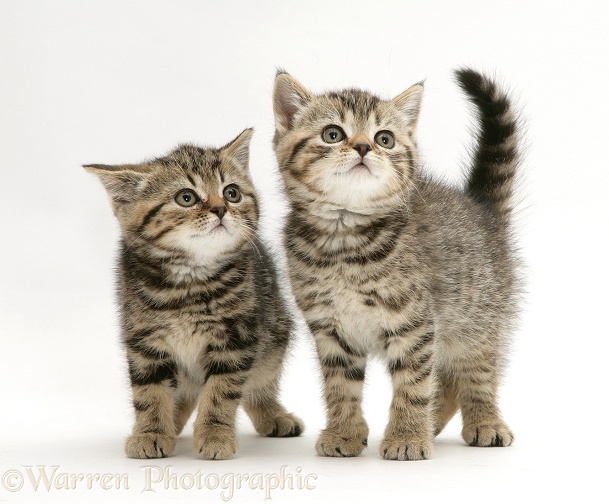 British Shorthair Brown Tabby kittens Tiger Tim and Tiger Lily, white background