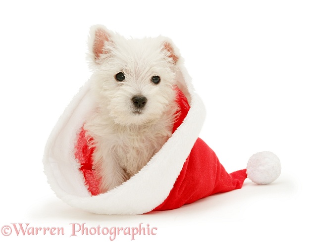 West Highland White Terrier pup in a Father Christmas hat, white background