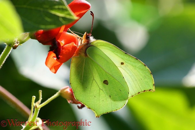Brimstone Butterfly (Gonepteryx rhamni) female feeding on runner bean flowers.  Europe