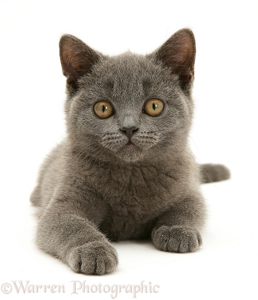 British Shorthair blue kitten, Taz, white background