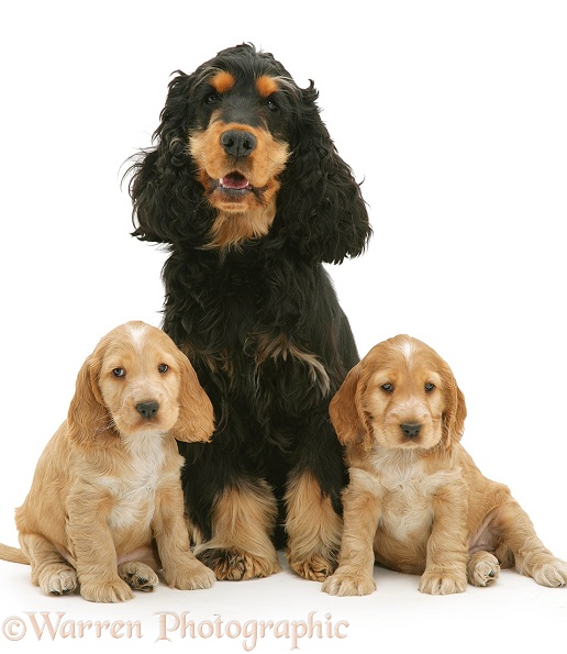 Black-and-tan Cocker Spaniel, Billy, with two gold pups, white background