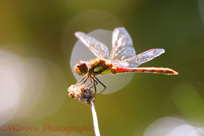 Common Darter Dragonfly (Sympetrum striolatum) male resting on plantain head