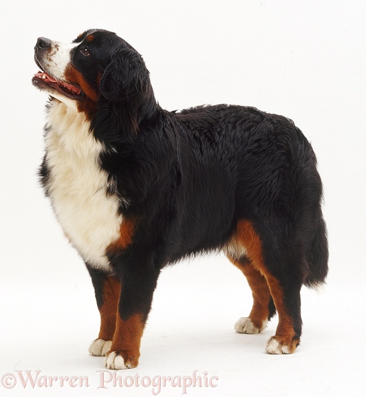 Bernese Mountain Dog bitch, 10 months old, white background