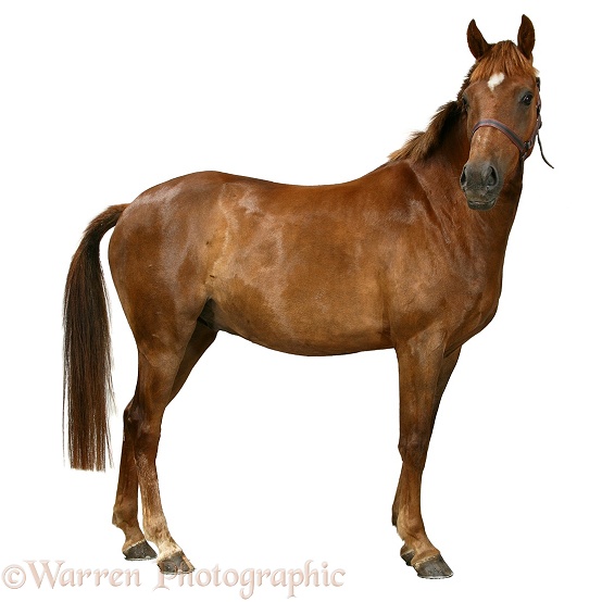 British show pony, Woody, white background