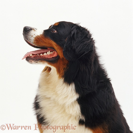 Bernese Mountain Dog bitch, 10 months old, white background