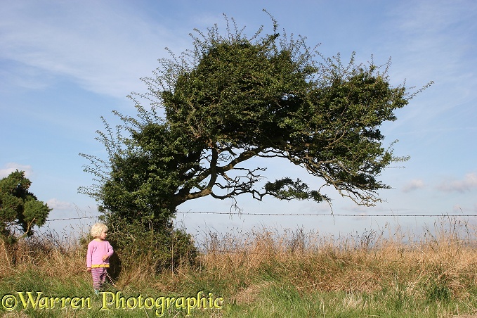 Siena and wind-blown Hawthorn (Crataegus monogyna) tree.  Whitenothe, Dorset