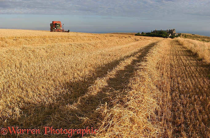 Harvesting at Whitenothe.  Dorset, England