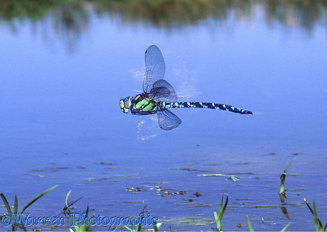 Southern Hawker Dragonfly (Aeshna cyanea) male hovering over a pond with sunlight glinting off its wings