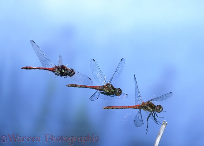 Common Darter Dragonfly (Sympetrum striolatum) male alighting.  Three-image composite showing approach and touchdown