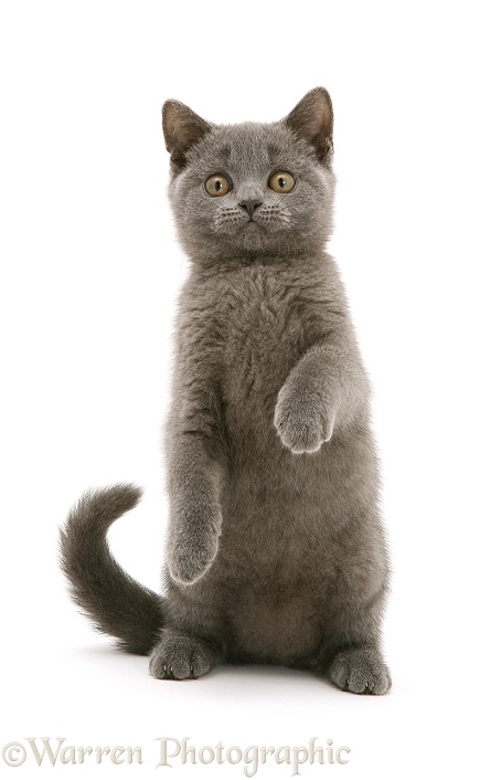 British Shorthair blue kitten Taz, white background