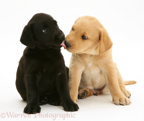 One black and one yellow Labrador pups, white background