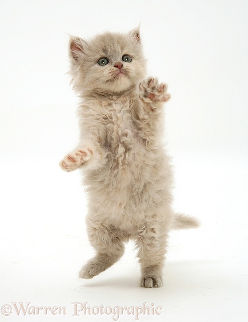 Kitten dancing, white background