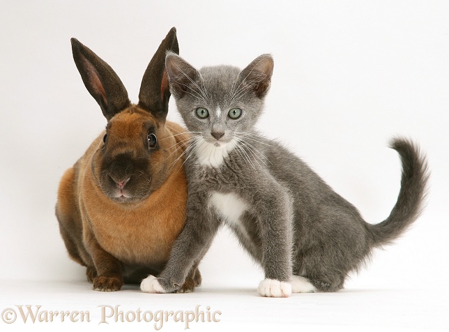 Blue-and-white Burmese-cross kitten Levi with sooty-fawn dwarf Rex rabbit, white background