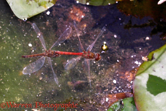 Common Darter Dragonfly (Sympetrum striolatum) tandem pair hovering with synchronous wingbeats