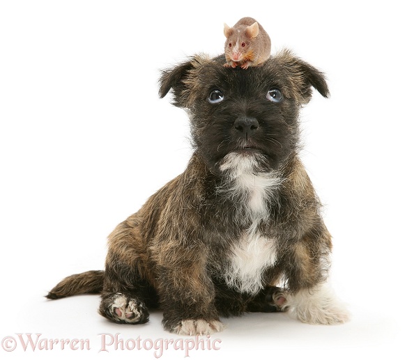 West Highland White x Jack Russell Terrier puppy with a mouse on her head, white background