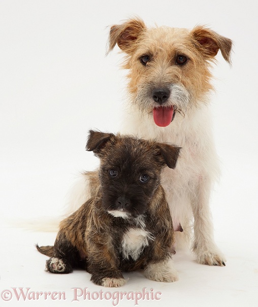 Jack Russell Terrier bitch, Buttercup, and her Westie-cross pup, white background