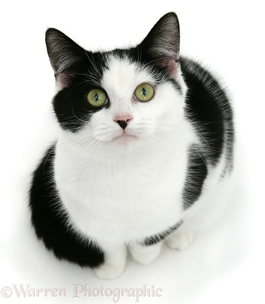 Black-and-white cat looking up, white background