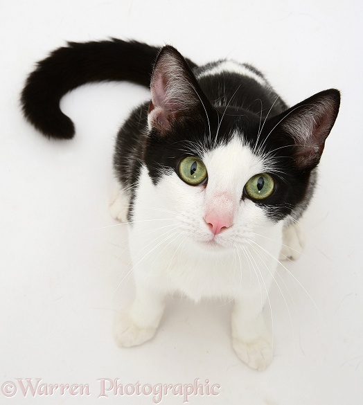 Black-and-white cat looking up, white background