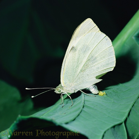 Large White Butterfly (Pieris brassicae) female laying eggs on cabbage