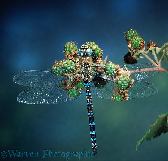 Common Hawker Dragonfly (Aeshna juncea) male resting on unripe blackberries