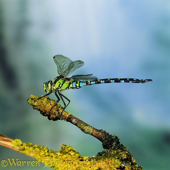 Southern Hawker Dragonfly (Aeshna cyanea) male resting on lichen-covered Elder