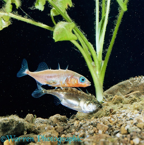 Three-spined Stickleback (Gasterosteus aculeatus) male guiding female into the nest