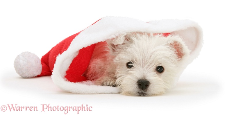West Highland White Terrier pup in Father Christmas hat, white background
