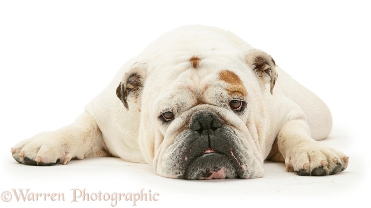 Red-and-white Bulldog, chin on floor, white background