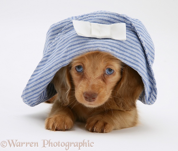 Cream Dapple Miniature Long-haired Dachshund pup under a child's blue sun hat, white background