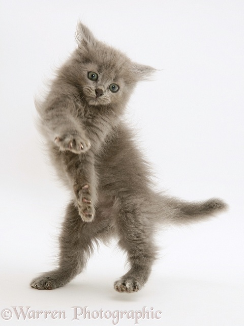 Blue Persian-cross kitten, Beebee, 'dancing', white background