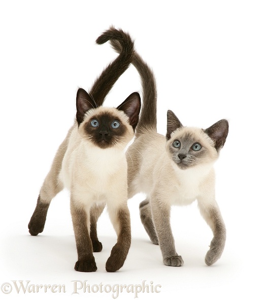 Seal- and blue-point Siamese kitten sisters, white background
