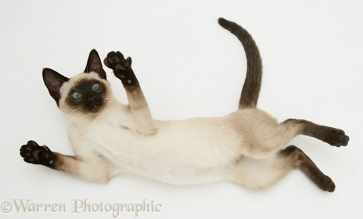 Seal-point Siamese kitten, white background