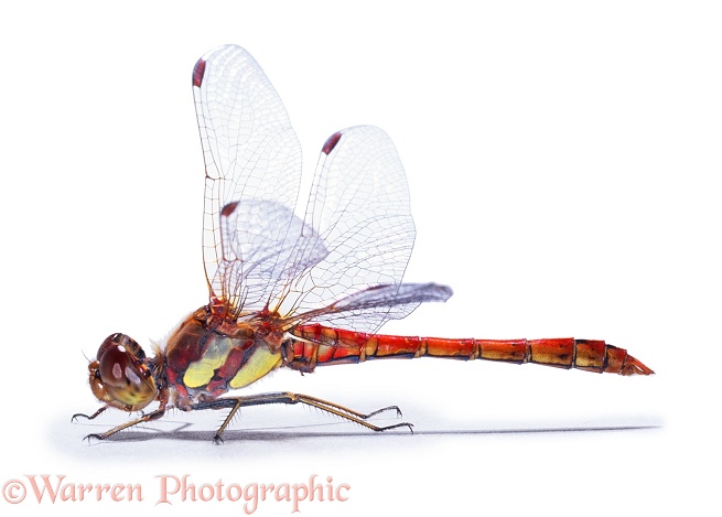 Common Darter Dragonfly (Sympetrum striolatum) male, white background