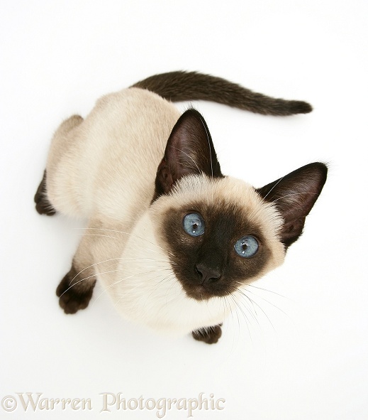 Seal-point Siamese kitten looking up, white background