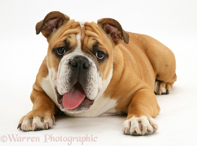 Red-and-white Bulldog pup, 13 weeks old, white background