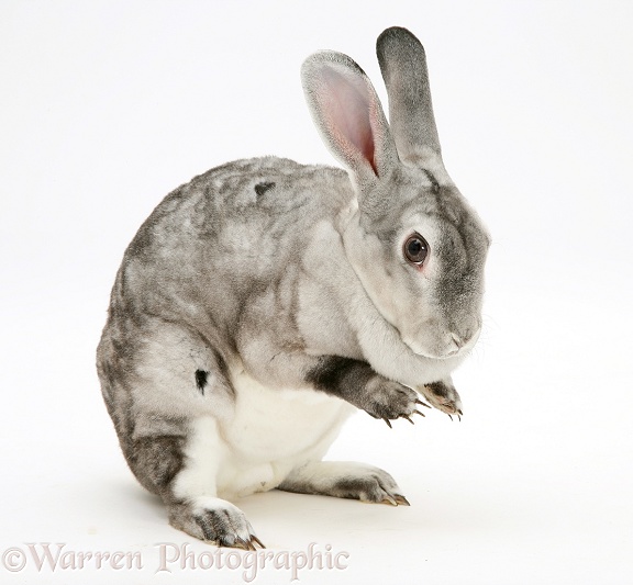 Silver Rex doe rabbit sitting up to wash her paws, white background