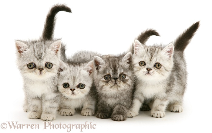 Four exotic kittens, 9 weeks old, white background