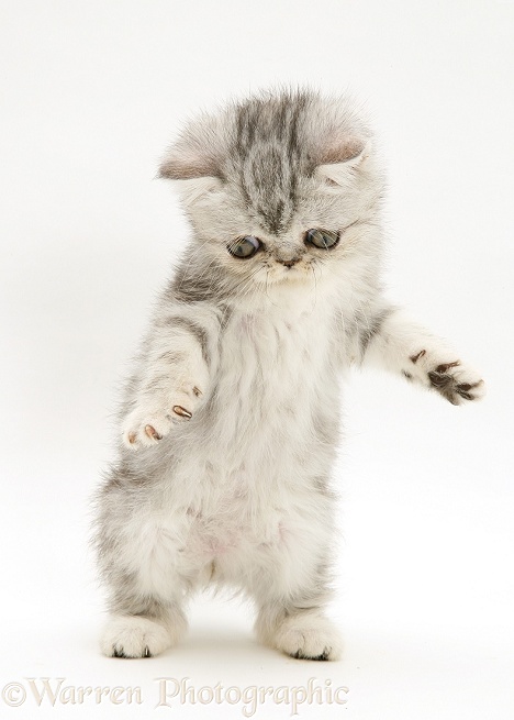 Blue-silver Exotic kitten, 9 weeks old, 'dancing', white background
