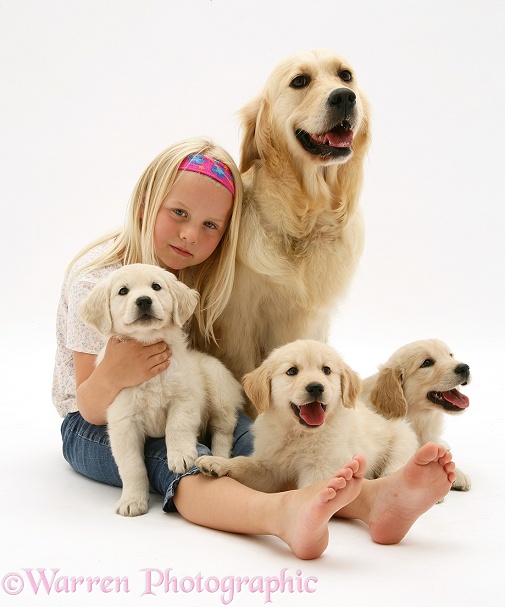 Rosie with golden Retriever Lola and three of her pups, white background