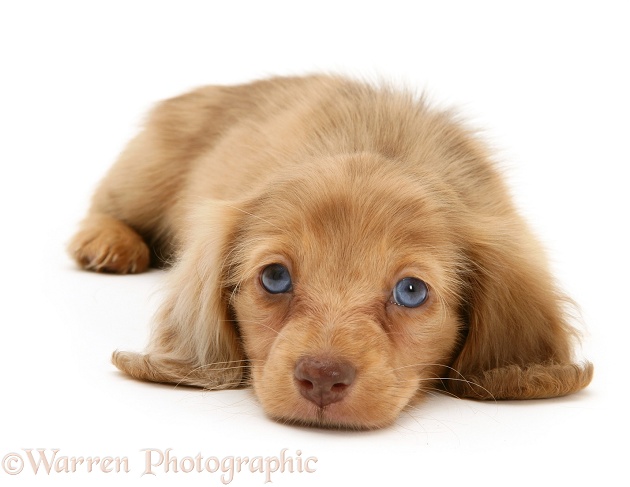 Cream Dapple Miniature Long-haired Dachshund pup lying with chin on floor, white background