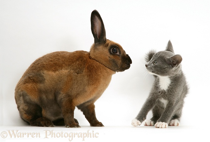 Blue-and-white Burmese-cross kitten Levi with sooty-fawn dwarf Rex rabbit, white background