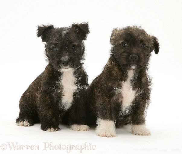Two West Highland White Terrier x Jack Russell Terrier Buttercup pups, white background