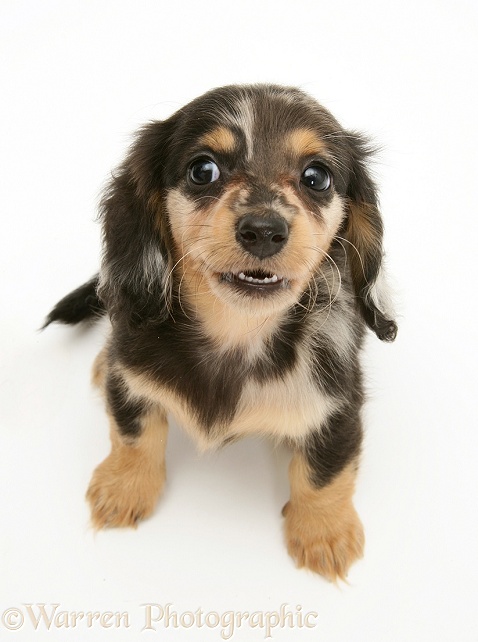 Silver Dapple Miniature Long-haired Dachshund pup looking up, white background