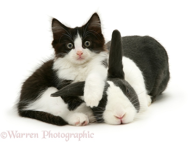 Black Dutch rabbit with black-and-white kitten, Felix, white background