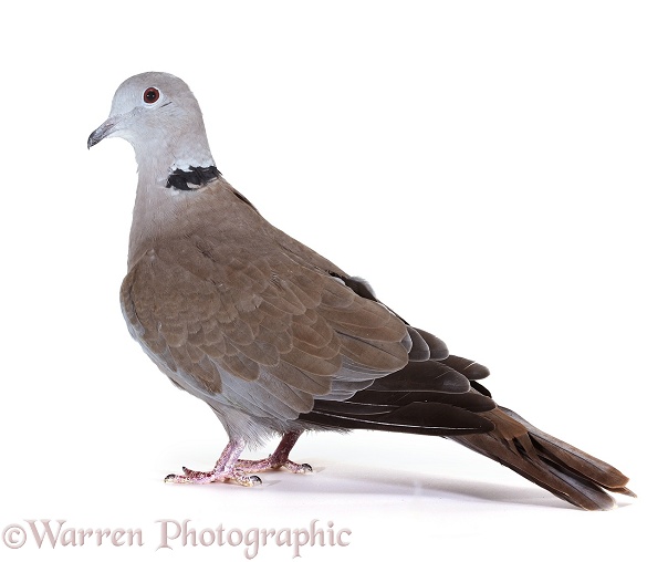 Collared Dove (Streptopelia decaocto) male.  Eurasia, white background