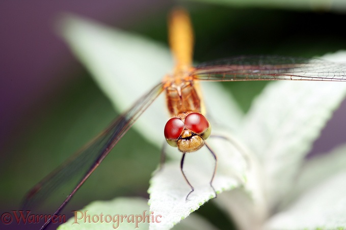 Common Darter Dragonfly (Sympetrum striolatum) female