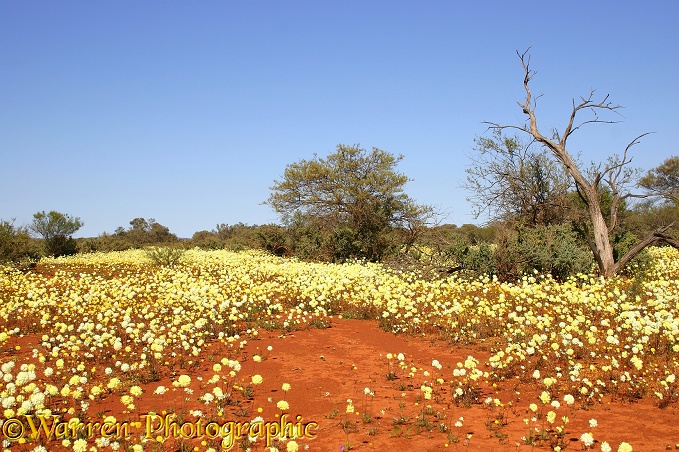 Desert in bloom with everlasting daisies (Helipterum splendidum), North-west Australia