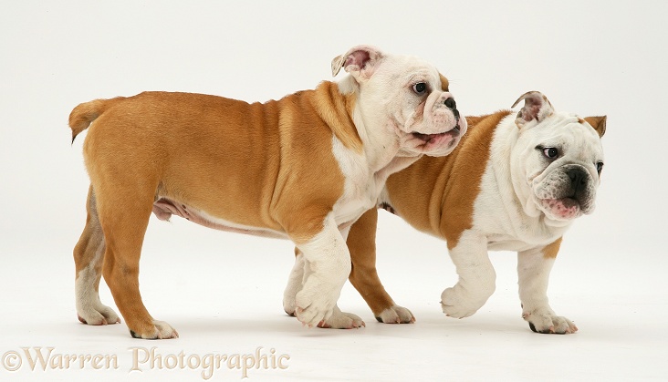 Two Bulldog pups, white background