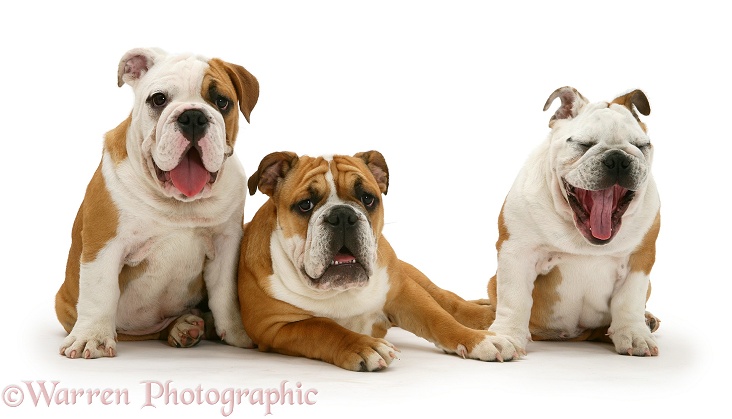 Three Bulldog pups, white background