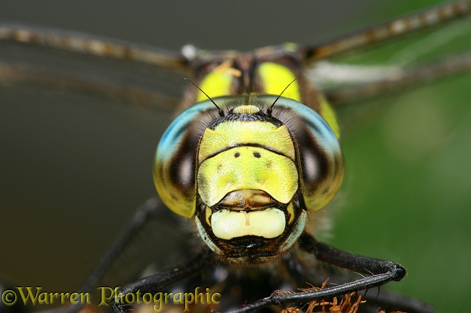 Southern Hawker Dragonfly (Aeshna cyanea) portrait